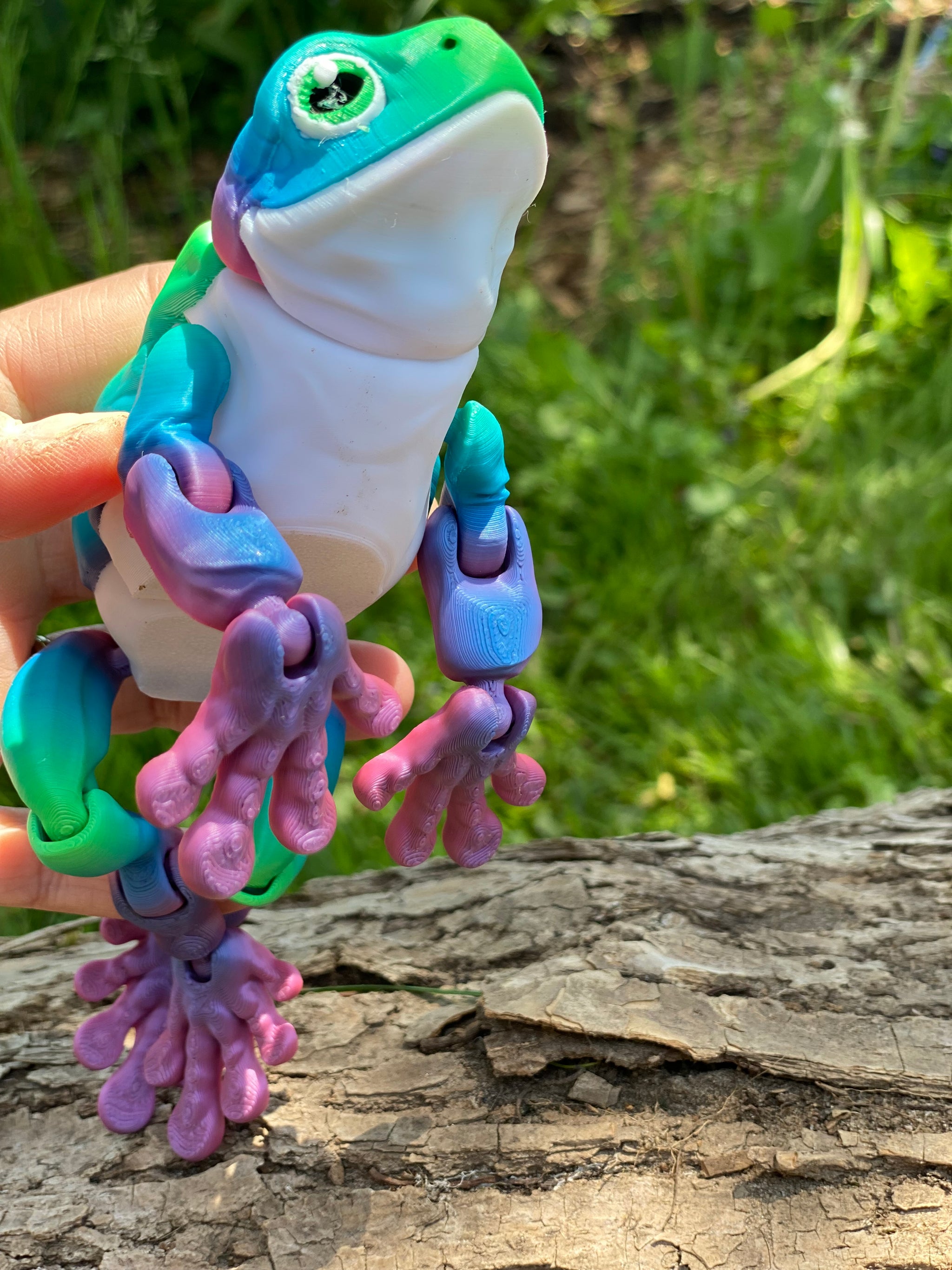 Articulated White Belly Tree Frog – Canadian Cutters